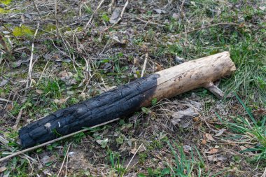 orman yangınlarının ekolojiihlali