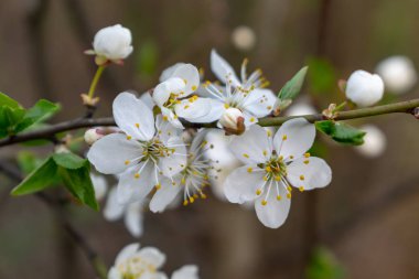 bahar beyaz çiçeklerçiçekli çiçekli ağaçlar