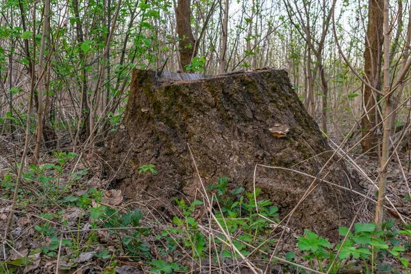 Landskaps skogsväg vår väg till skogen — Stockfoto