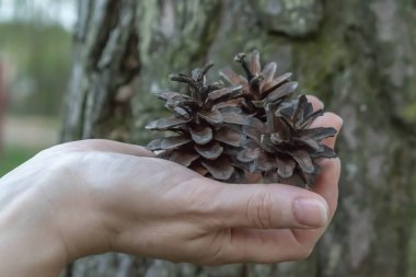 bir kızın elinde çam kozalağı