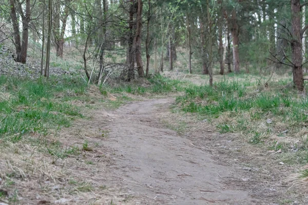 ormana peyzaj orman yolu bahar yolu
