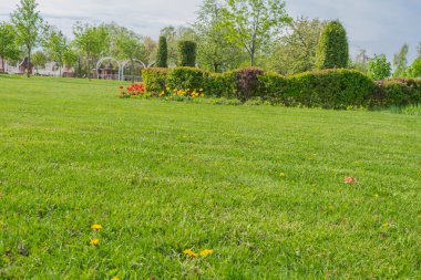 Bir çit Bahar zaman arka plan boyunca pembe çiçek ağaçları