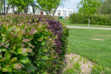 çiçekli çalılar bahar parkında büyüyen bitkiler