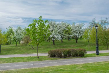 mavi gökyüzüne karşı bahar parkı manzara parça