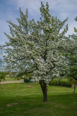 Bir çit Bahar zaman arka plan boyunca pembe çiçek ağaçları