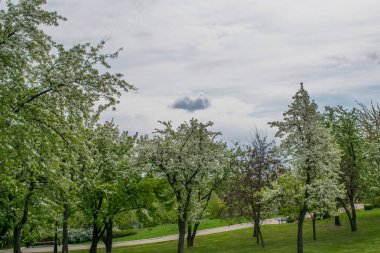 Bir çit Bahar zaman arka plan boyunca pembe çiçek ağaçları
