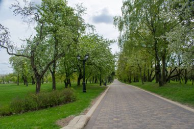 mavi gökyüzüne karşı bahar parkı manzara parça