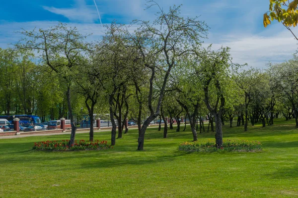 Rosa árvores florescentes ao longo de uma cerca Primavera tempo fundo — Fotografia de Stock