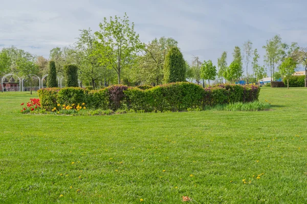 Pink blossoming trees along a fence Spring time background — Stock Photo, Image