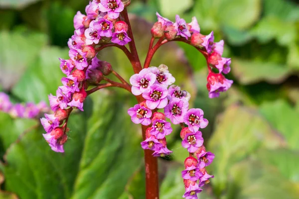 Plantas que crecen en el parque de primavera de arbustos florecientes — Foto de Stock