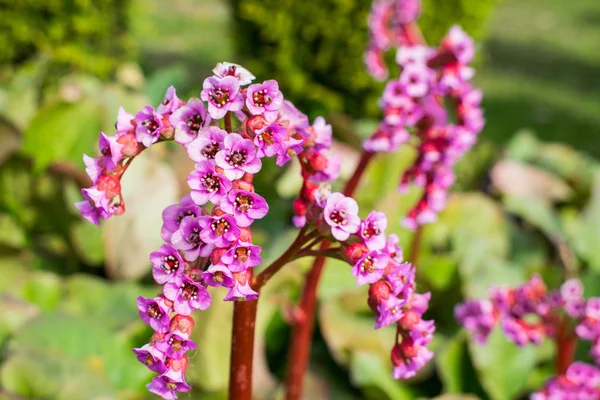 Plantas que crecen en el parque de primavera de arbustos florecientes — Foto de Stock