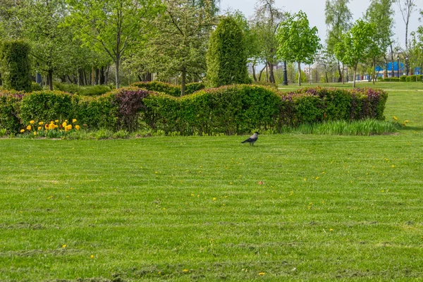 Lente landschap rivier bos bomen tegen een blauwe hemel — Stockfoto