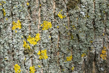 Parkta ağaç gövdesi dokusunun kapatılması