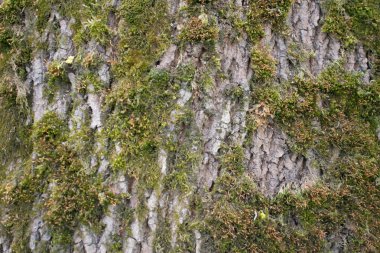 mavi bir gökyüzüne karşı bahar manzara nehir orman ağaçları