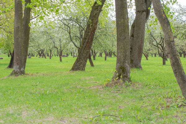 Parkta ağaç gövdesi dokusunun kapatılması