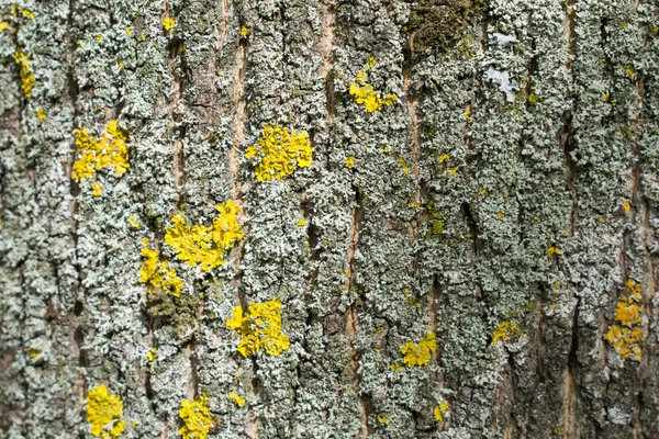 Fechar-se de uma textura de tronco de árvore em um parque — Fotografia de Stock