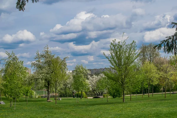 Lente landschap rivier bos bomen tegen een blauwe hemel — Stockfoto