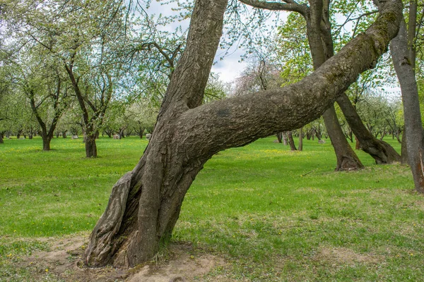 Parkta ağaç gövdesi dokusunun kapatılması