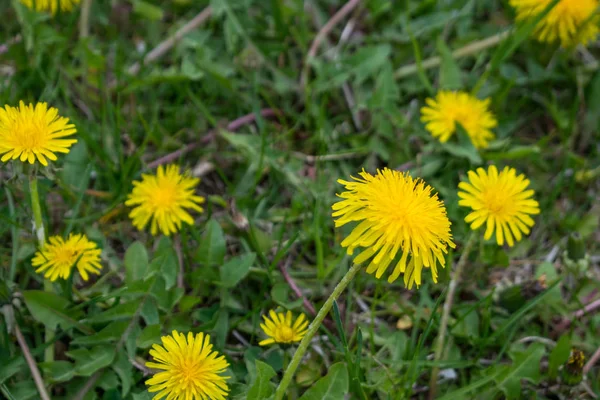parkta ilkbaharda çiçekler terry laleler