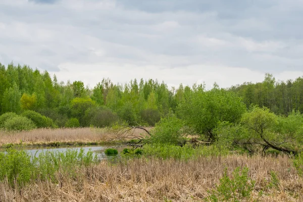 mavi bir gökyüzüne karşı bahar manzara nehir orman ağaçları