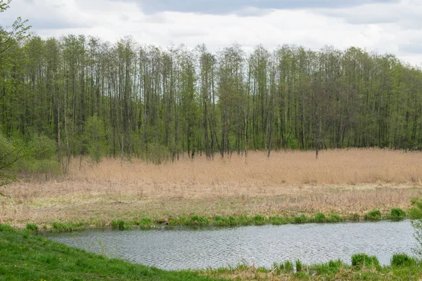 mavi bir gökyüzüne karşı bahar manzara nehir orman ağaçları