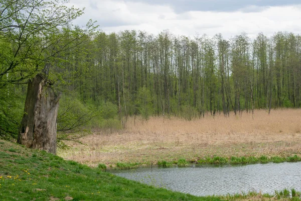 mavi bir gökyüzüne karşı bahar manzara nehir orman ağaçları