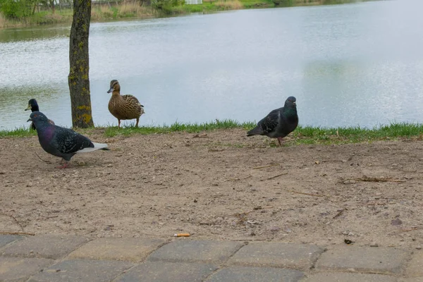 Юшка з голубиних цепефа Колумба-це чорна качка, схожа на птицю з яскравими червоними ніжками, що харчуються біля берега — стокове фото