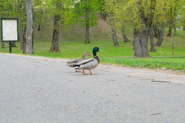 Holub Guillemont Cepphus Columba je černý Kačer, jako pták s jasně červenými nohami, který se krmí poblíž pobřeží — Stock fotografie