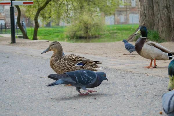 Güvercin Guillemont Cepphus columba siyah bir ördek, parlak kırmızı bacaklı bir kuş gibi, kıyıya yakın beslenme