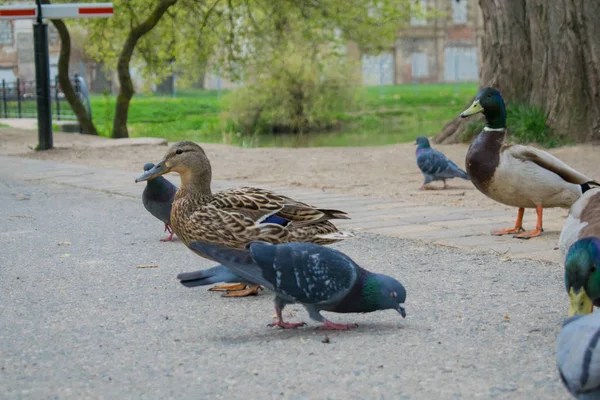 Güvercin Guillemont Cepphus columba siyah bir ördek, parlak kırmızı bacaklı bir kuş gibi, kıyıya yakın beslenme