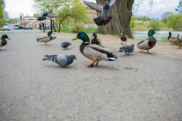 Güvercin Guillemont Cepphus columba siyah bir ördek, parlak kırmızı bacaklı bir kuş gibi, kıyıya yakın beslenme