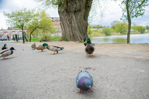 Güvercin Guillemont Cepphus columba siyah bir ördek, parlak kırmızı bacaklı bir kuş gibi, kıyıya yakın beslenme