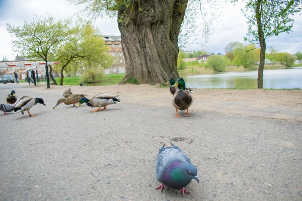 Güvercin Guillemont Cepphus columba siyah bir ördek, parlak kırmızı bacaklı bir kuş gibi, kıyıya yakın beslenme