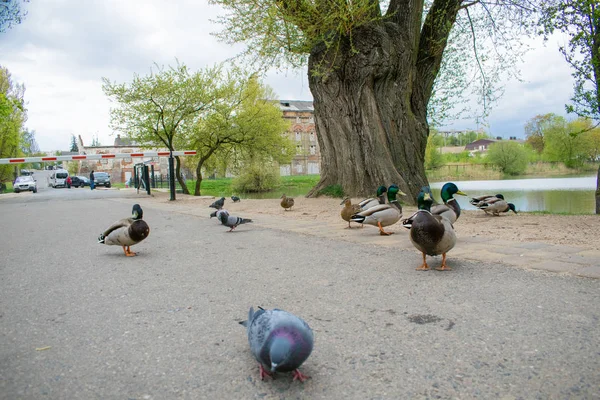 Güvercin Guillemont Cepphus columba siyah bir ördek, parlak kırmızı bacaklı bir kuş gibi, kıyıya yakın beslenme
