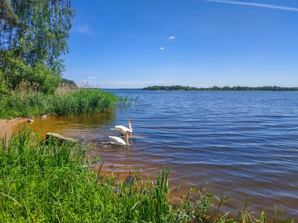 Cygnes blancs sur la nature du réservoir — Photo