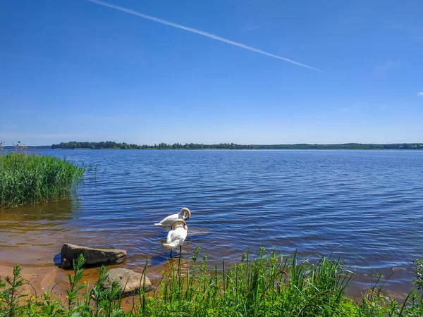 Cygnes blancs sur la nature du réservoir — Photo