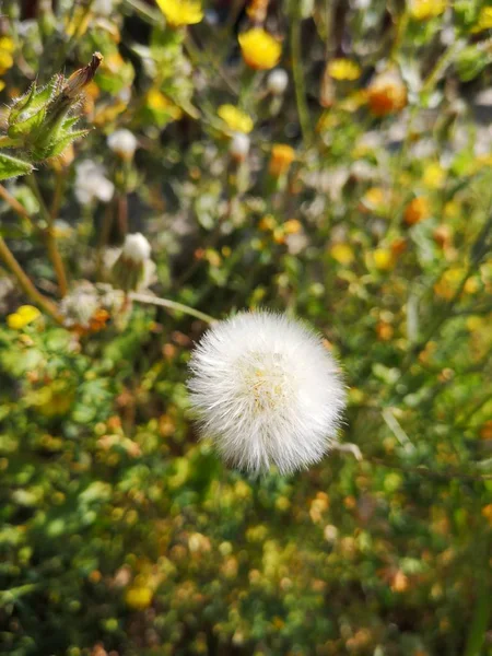 Schönheit Der Natur Nahaufnahme Löwenzahn Samen Tag Blume Kopf Blühende — Stockfoto