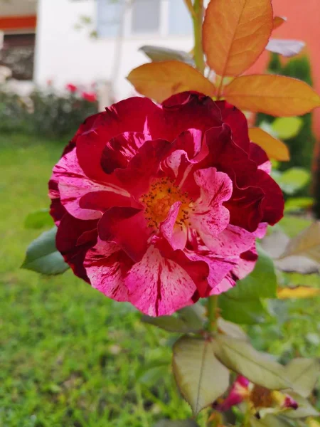 Davclose アップ日頭もろさ鮮度成長花房自然ない人屋外花弁植物赤 Rosros — ストック写真