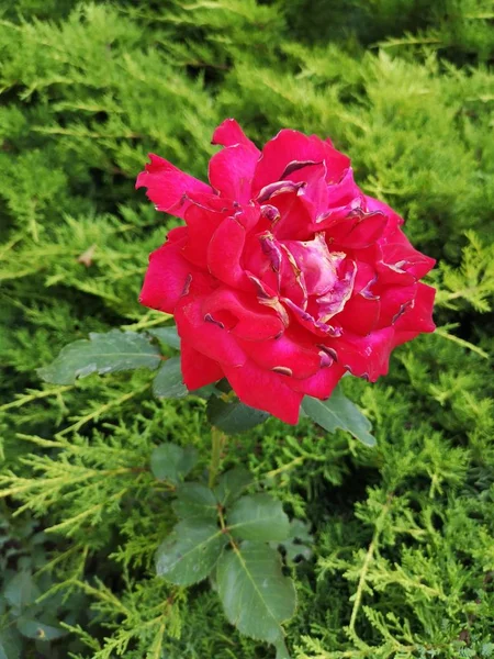 クローズ アップ日花もろさ鮮度成長花房自然ない人屋外花弁植物花粉赤 — ストック写真