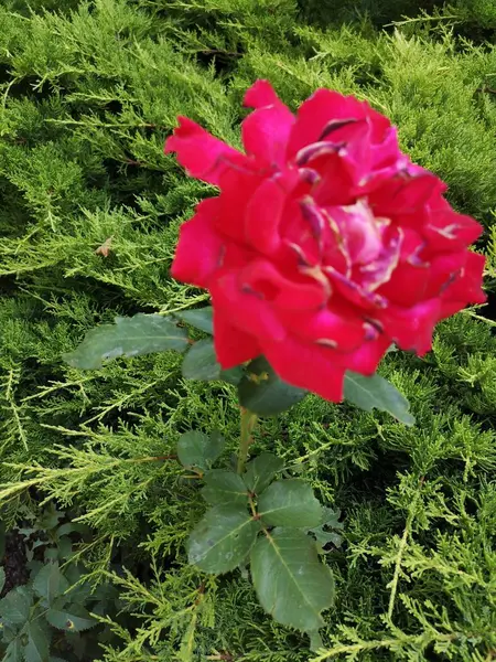 Närbild Dag Blomma Bräcklighet Friskhet Tillväxt Blomställning Naturen Utomhus Kronblad — Stockfoto