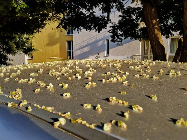 Arquitectura Día Flor Frescura Crecimiento Naturaleza Aire Libre Planta Camino —  Fotos de Stock