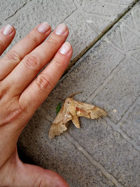 Crab Dia Dedo Mão Segurando Estilos Vida Unha Manicure Cortado — Fotografia de Stock