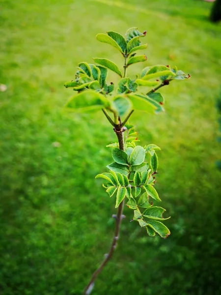 başlangıçlar yakın çekim gün alan gıda kırılganlık tazelik büyüme toprak yaprak doğa açık havada bitki güvenlik açığı