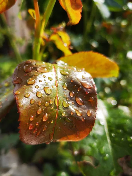 Beauty Nature Close Day Dew Drop Focus Foreground Fragility Freshness — Stock Photo, Image