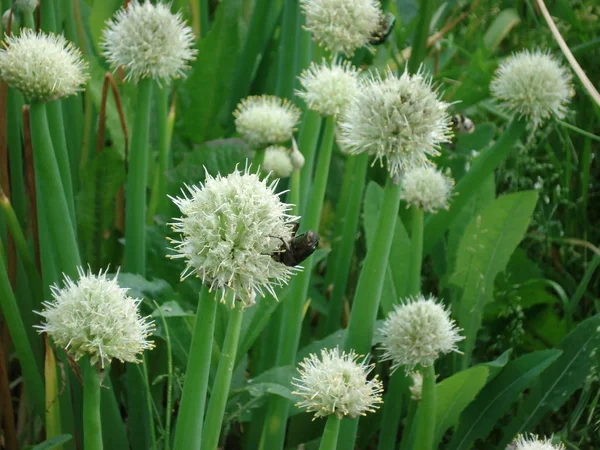 animal themes wildlife Animals in the Wild beauty in Nature bee close-up flower head Flowering plant fragility