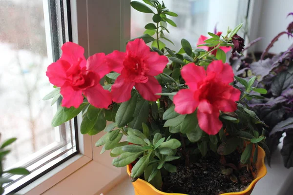 Schoonheid Natuur Close Dag Bloemstuk Hoofd Pot Bloeiende Plant Fragiliteit Rechtenvrije Stockfoto's