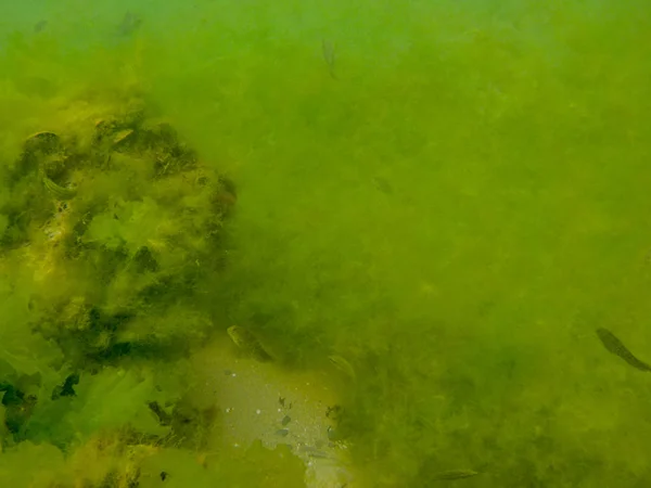 Yeşil renk hiçbir insan tam kare tesisi yakın çekim arka planlar büyüme Gölü açık havada gün su güzellik doğa huzur içinde