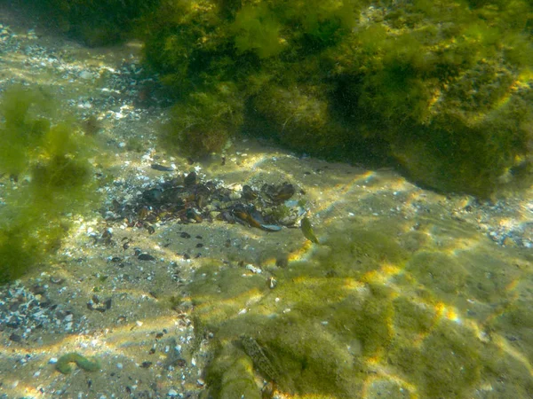 Água Mar Temas Subaquáticos Submarino Sem Pessoas Animal Dia Vida — Fotografia de Stock