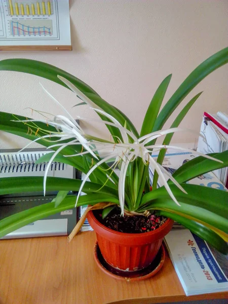 Plant Ingegoten Groei Blad Groene Kleur Deel Binnenshuis Geen Mensen — Stockfoto