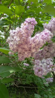çiçek çiçekli bitki güvenlik açığı büyüme güzellik doğa kırılganlık pembe renk tazelik yakın çekim gün yok insanlar yaprak